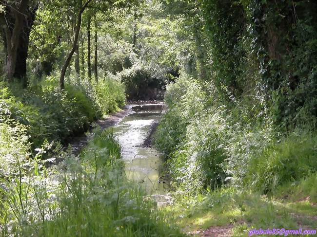 La campagne givraise traversée par un affluent du Troussepoil - Le Givre (85540) - Vendée