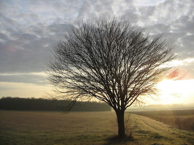 Un paysage à Varennes en février 2010 - Varennes (86110) - Vienne