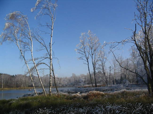 Étang de la Pierrache - Bellefontaine (88370) - Vosges