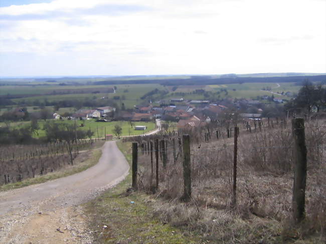 Vignoble - La Neuveville-sous-Montfort (88800) - Vosges