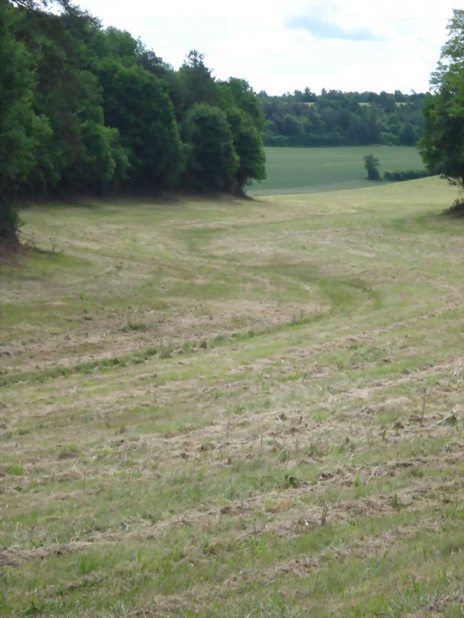 Lit sec du ruisseau l'Ouèvre en amont de Fresnes - Fresnes (89310) - Yonne