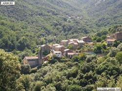 photo Arbori