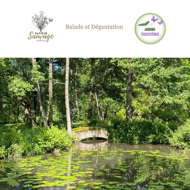 Balade formation découverte dégustation plantes sauvages comestibles
