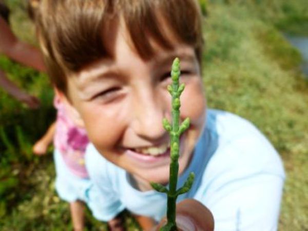 Jeu de piste floristique