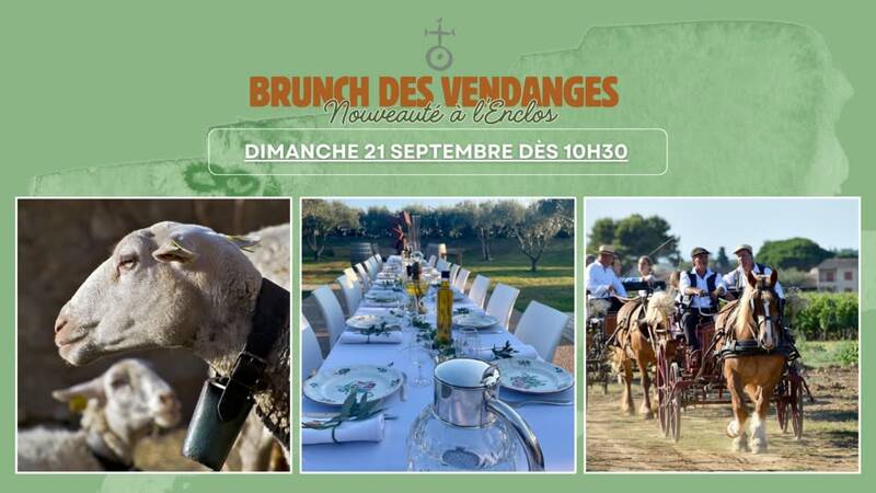 Brunch des Vendanges - Découverte du domaine familial & vendanges participatives