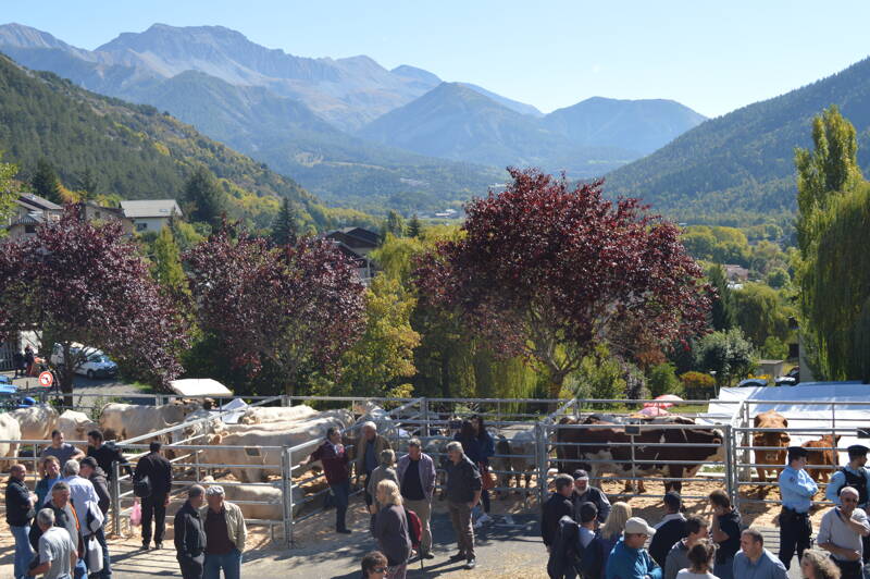 foire aux bovins et chevaux