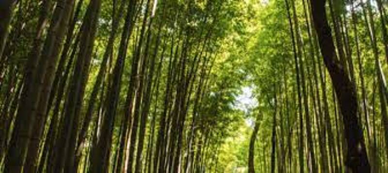 Mai 2026 : le poète Eric ENDERLIN rend encore hommage à la nature qui l'entoure