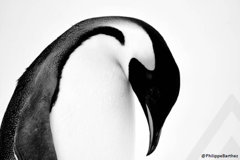 EXPOSITION ANTARTICA