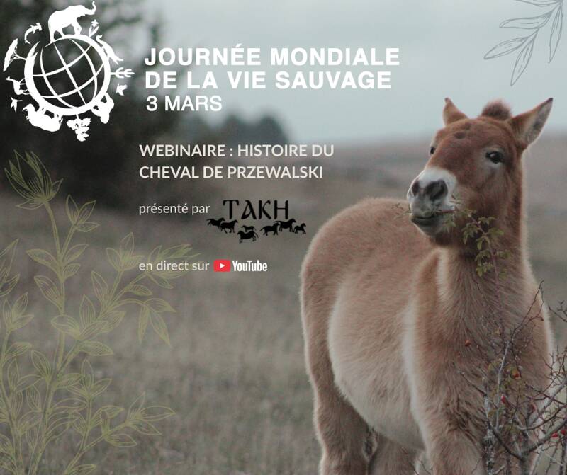 webinaire : l'histoire du cheval de Przewalski