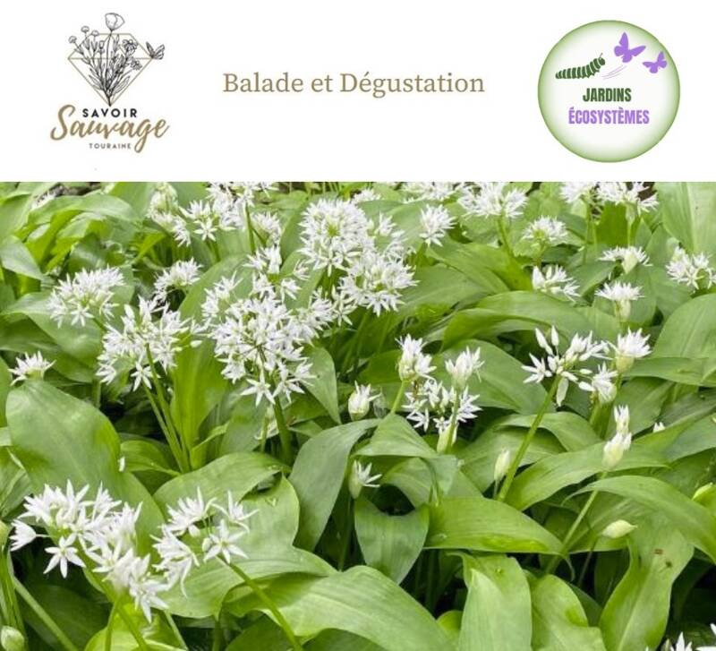 Balade, découverte et dégustation des plantes sauvages comestibles