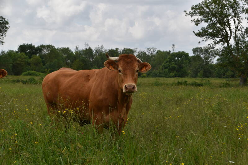 Balade en pays Puylacquois