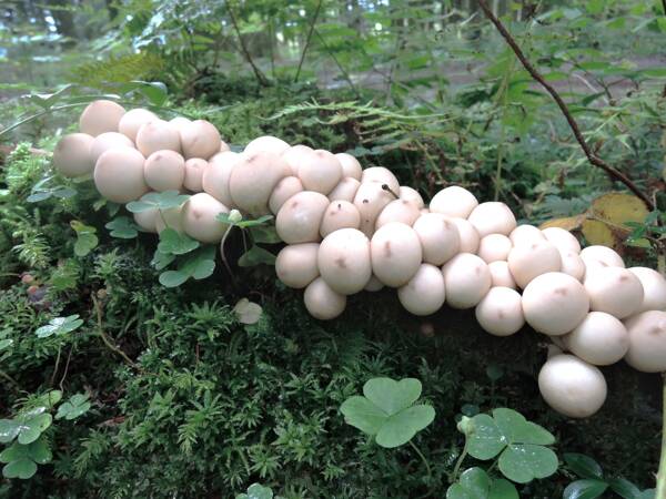 La nature en automne - champignons et fruits sauvages