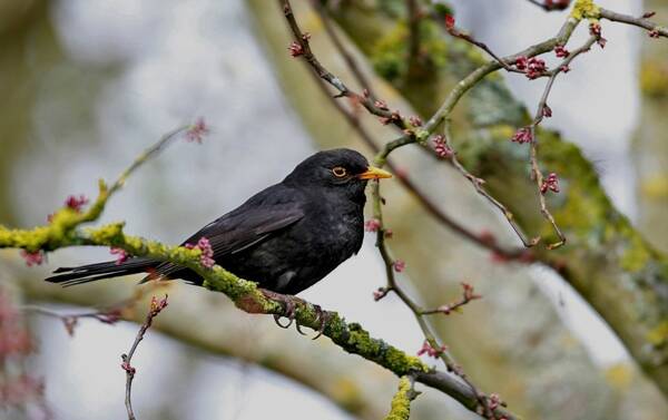 A la rechercher des oiseaux en ville