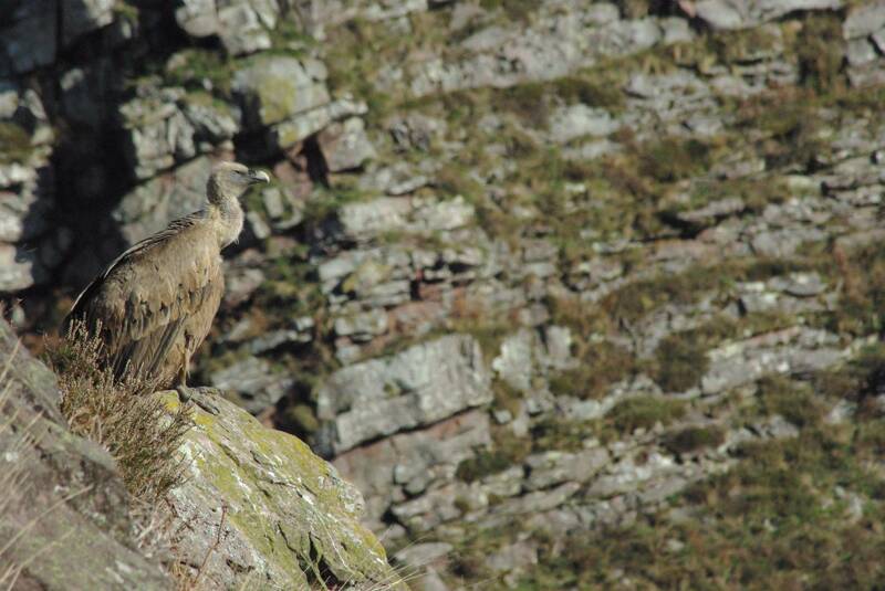 Sous les ailes du vautour fauve