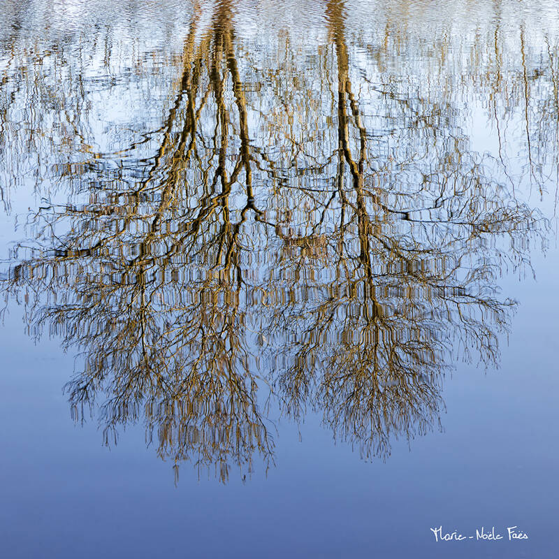 Exposition photographies : Arbres