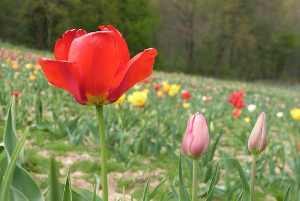 Rendez-vous de la Biodiversité