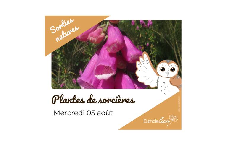Plantes de sorcières