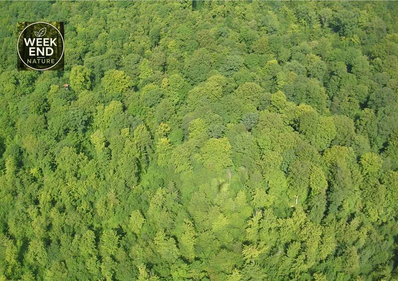 La forêt, comment ça marche?