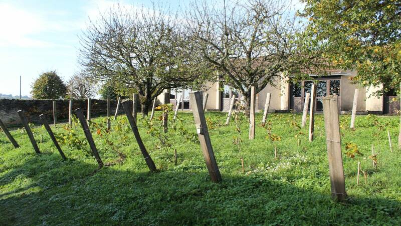 VISITE-DÉGUSTATION : Champlitte et ses vignes