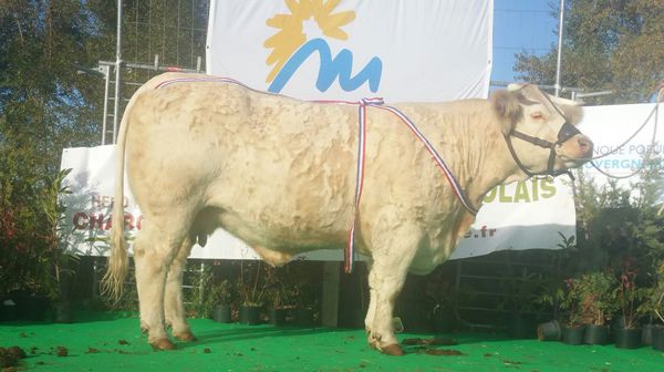 Concours agricole des animaux de boucherie - Charolais