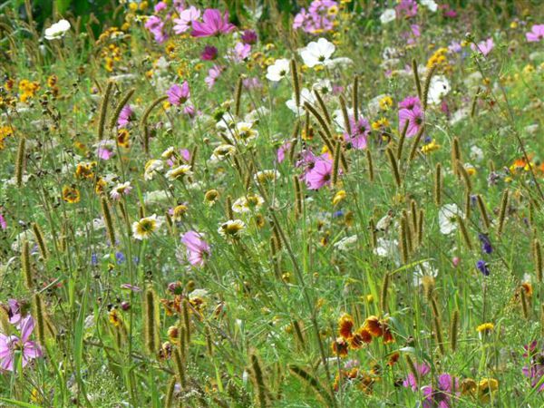 Balade du curieux : plantes estivales, fermes et paysages