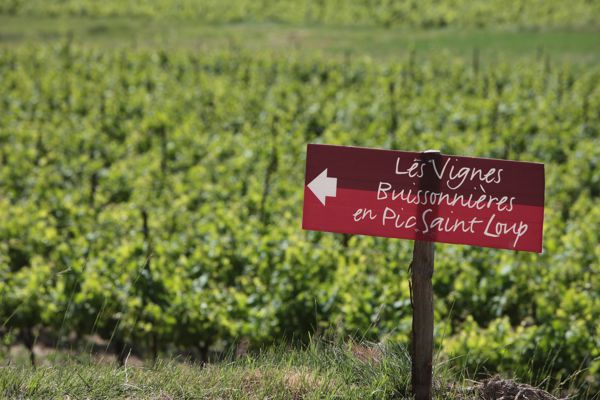 Balade au coeur des vignes en Pic Saint-Loup