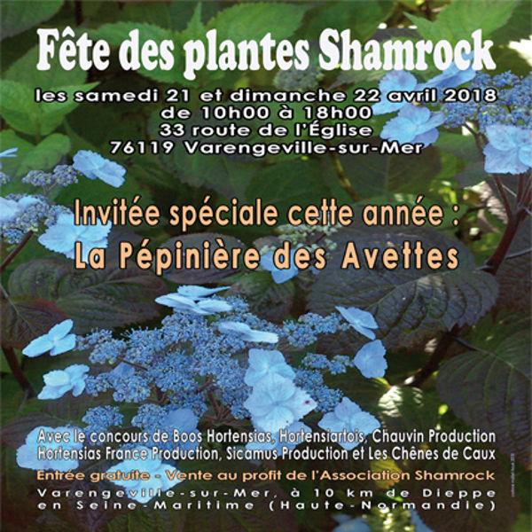 FÊTE DES PLANTES SHAMROCK