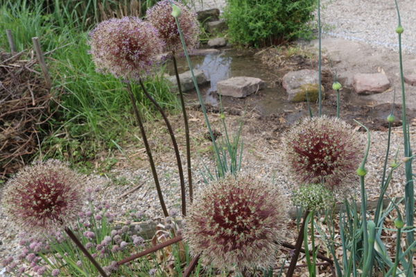 RENDEZ-VOUS AUX JARDINS - JARDIN DU LIVRE