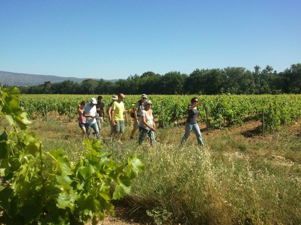 Balades vigneronnes sur la route des Vins de Provence