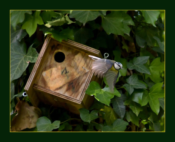 A la découverte de la biodiversité du Parc du Château (Mérignac)