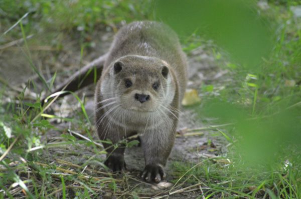 SUR LA PISTE DE LA LOUTRE