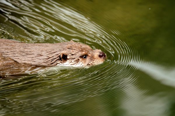 Sur la piste de la loutre