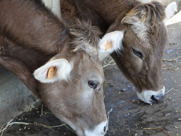 Visite et goûter à la ferme