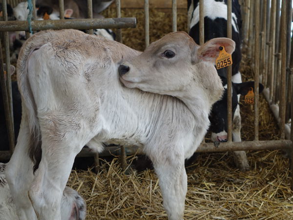 Visite et goûter à la ferme