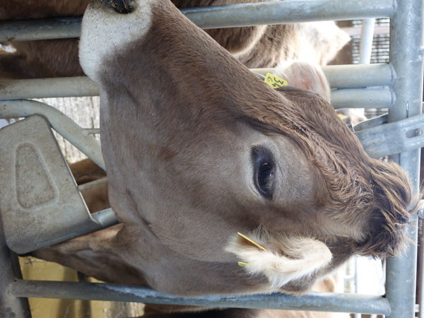 Visite et goûter à la ferme