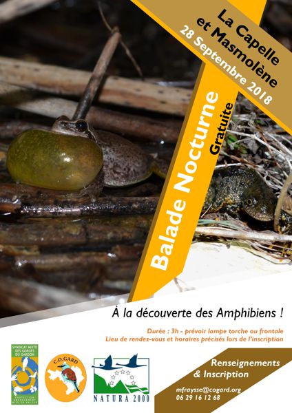 Balade Nocturne A la decouverte des amphibiens