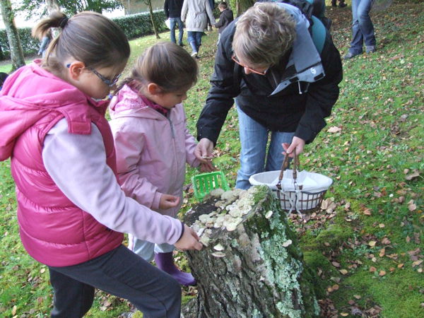 Découverte des champignons du bois d'Ardennes