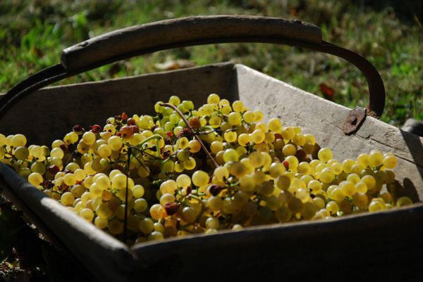 Vendanges à l'Ancienne