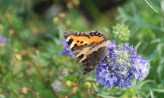 La balade du curieux : plantes comestibles