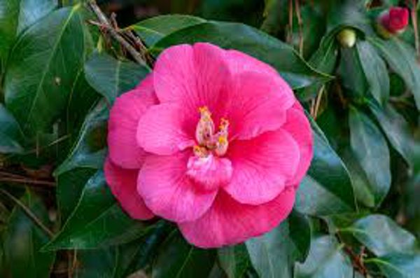 Festival du Camellia