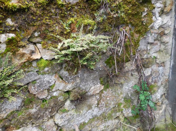 Première balade du curieux :Surprises dans les bois