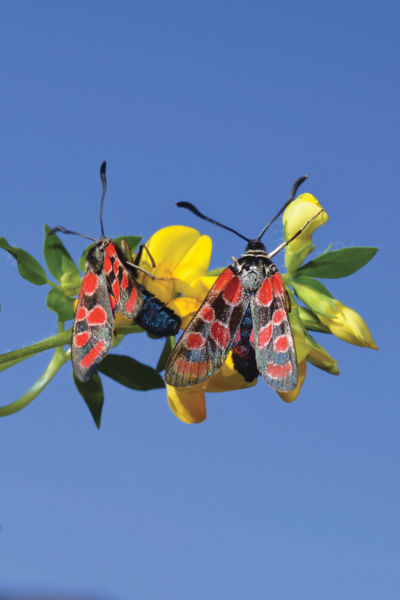 Conférence : moyens de défense chez les insectes