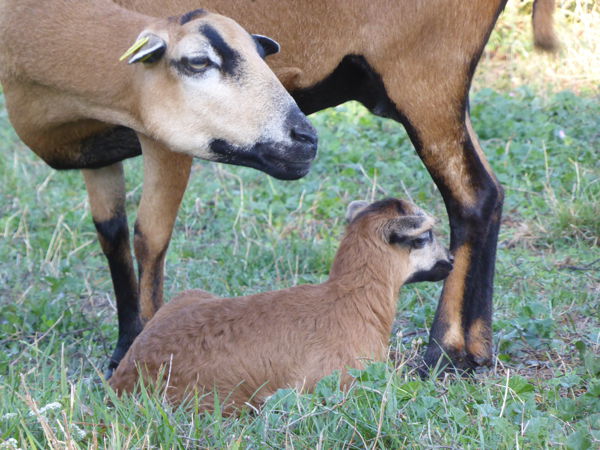 Visite de la ferme pédagogique des Lutins