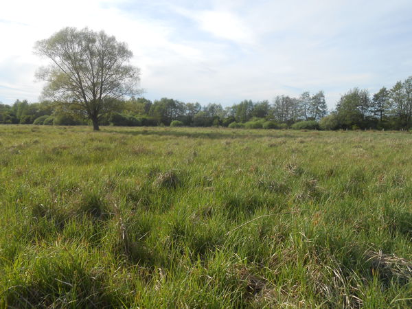 Le marais de la Vanne