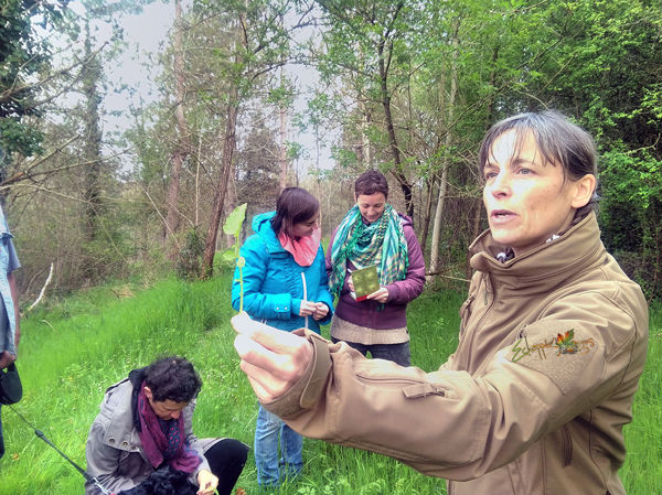 Formation aux plantes sauvages comestibles