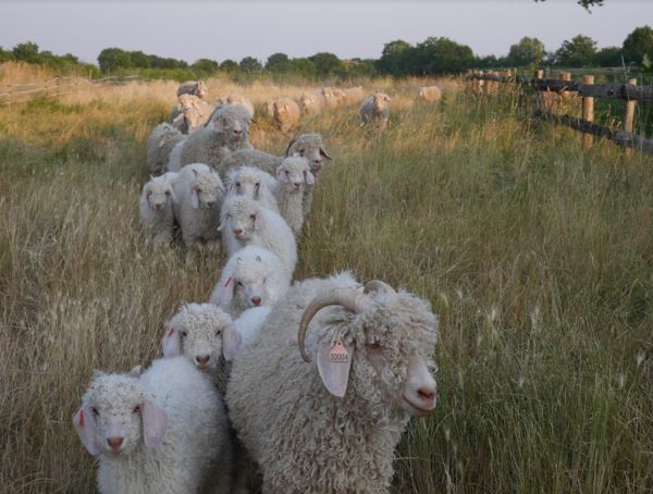 VISITE GUIDÉE LE MOHAIR DU POITOU SECRET