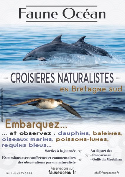 Croisières Dauphins et Faune marine de Bretagne