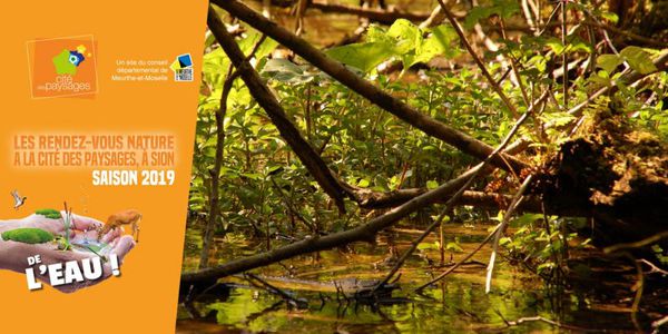 Sortie nature: Plonger sous la tourbière.