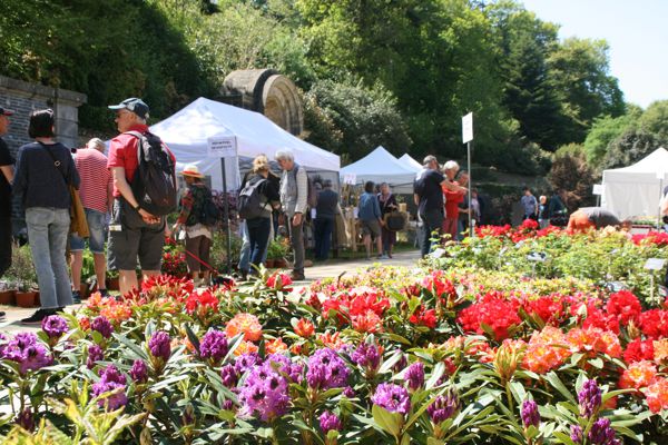 Trévarez en rhododendron