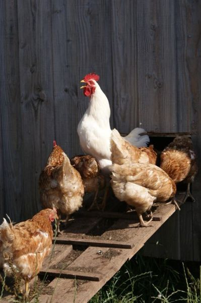 Portes ouvertes ferme de La Grosse Grange